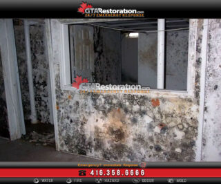 GREAT TIPS TO DETECT THE MOLD GROWTH