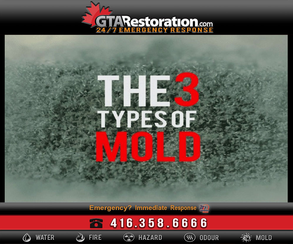 Different Types of Mold