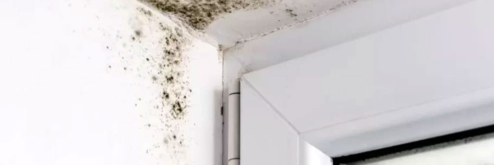 Black Mold Removal Miami, Mold Inspection, Black Mold Detection & Mold Testing