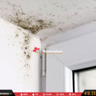 Mold Removal East North York