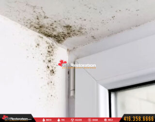 Mold Removal East North York