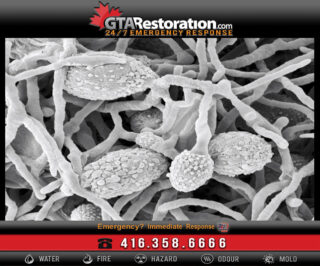 Pithomyces chartarum Fungus Mold Spores