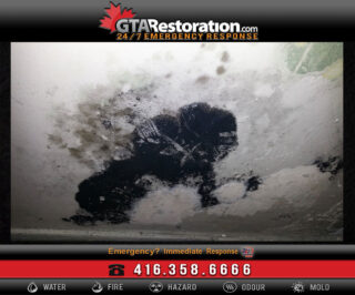 Black Mold Removal Miami & the City of Florida