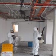 mold removal miami