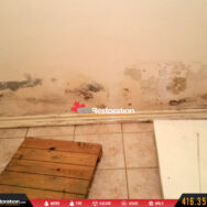 Mold Removal North York East