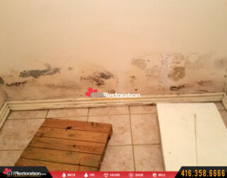 Mold Removal North York East