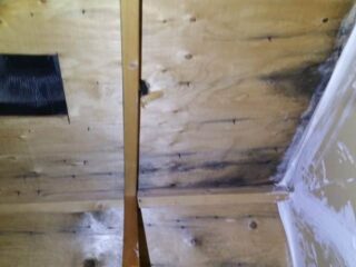 Oakville mold Removal remediation