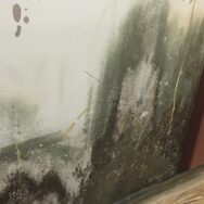 Scarborough mold Removal remediation