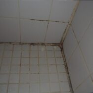 Shower Mold Removal Miami