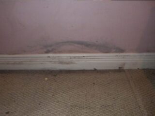 Wall Mold Removal Miami